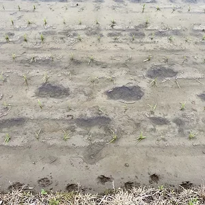 rice:mud.jpeg