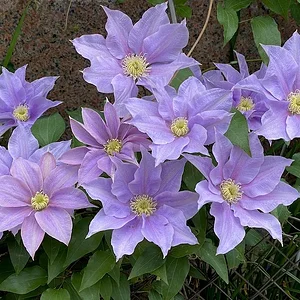 purples.jpeg
