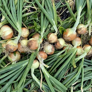 onions.jpeg