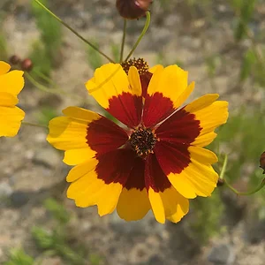 yellow-june.jpg