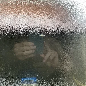 window bug.jpeg
