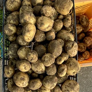 fresh potatos.jpeg