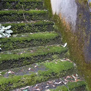 steps never taken.JPG