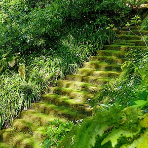myohoji-mossy-stairs.jpg