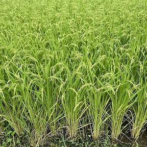 rice.jpeg