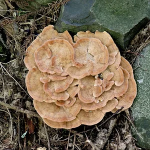 fungi.JPG