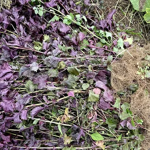 shiso?.jpeg