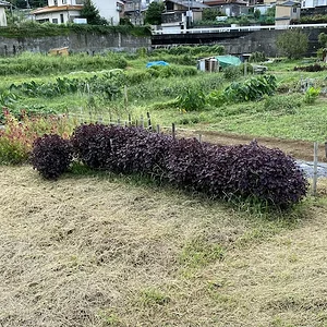 purple shiso.jpeg