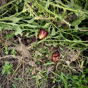 fruits&roots.jpeg