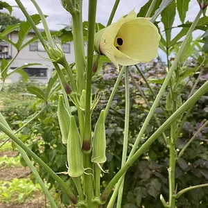 okra-1.jpeg