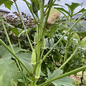 okra-2.jpeg