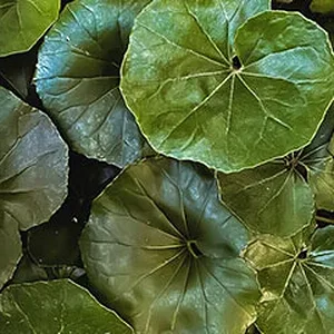 greens-round-small.jpg