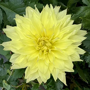 yellow dahlia.jpeg