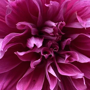 purple dahlia.jpeg
