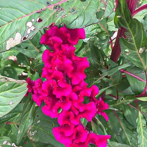 striking-purple-2.jpg