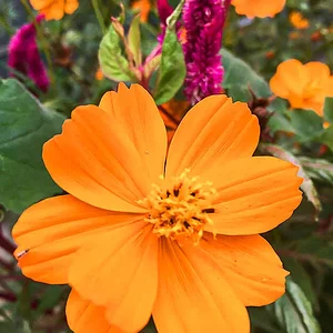 cosmos-2.jpg