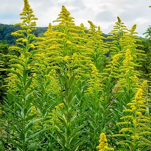 yellow01.jpg