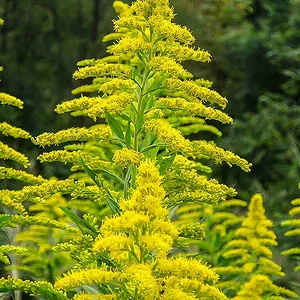 yellow02.jpg