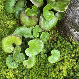 green-3.jpeg