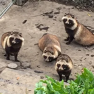 tanuki-2.jpg