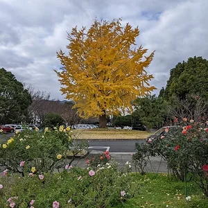 yellow.JPG