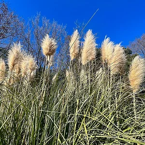 jindaiji-4.jpg