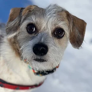 snow-delights.jpg