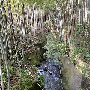bamboo-stream.jpeg