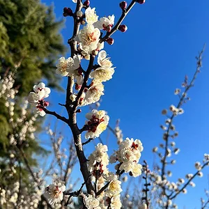 ume.jpg
