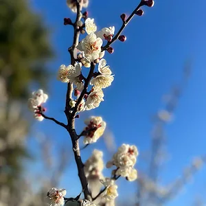 ume-portrait.jpg