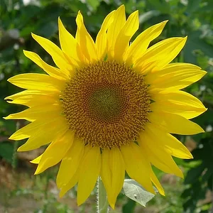 sunflower small.jpg