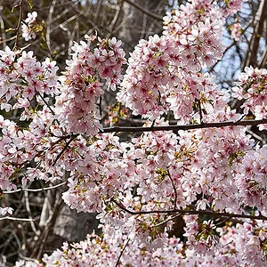 sakura-kanazawahakkei-seto-jinja.jpg