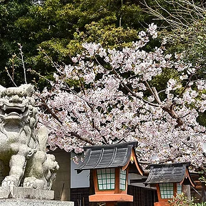 sakura-kanazawahakkei-seto-jinja2.jpg
