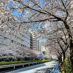 sakura-commute-27032022-01.jpg