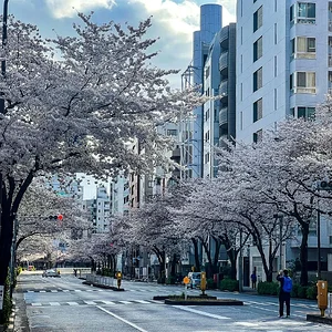 sakura-commute-27032022-02.jpg