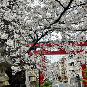 sakura-commute-27032022-12.jpg