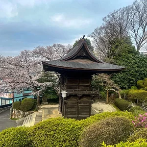 sakura-30032022-1.jpg