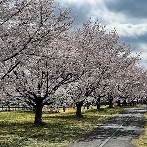 sakura-30032022-2.jpg