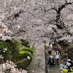 sakura-30032022-4.jpg