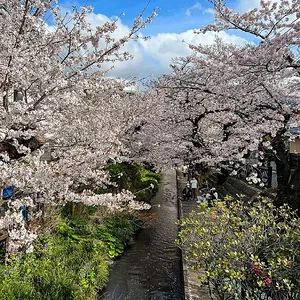 sakura-30032022-5.jpg