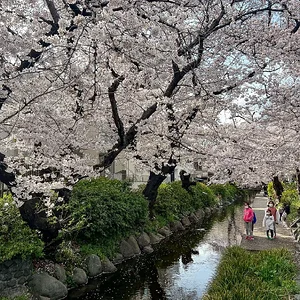 sakura-30032022-7.jpg