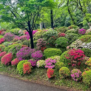 azalea-01.jpg