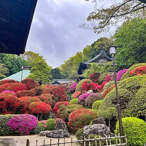 azalea-02.jpg