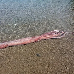 giant-squid-fukui.jpg