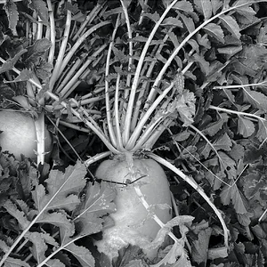 daikon B&W.png