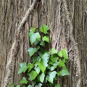 tree-vine.jpeg