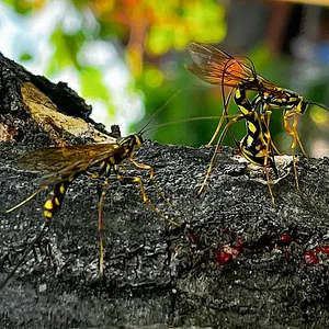 wasp-05.jpg