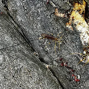 wasp-04-2.jpg