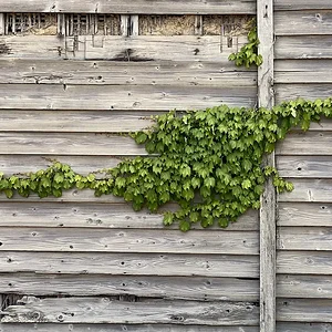 leaves-wood.jpeg