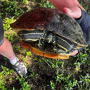 tamagawa-turtle.jpg